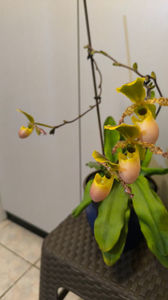 Paphiopedilum Pinocchio