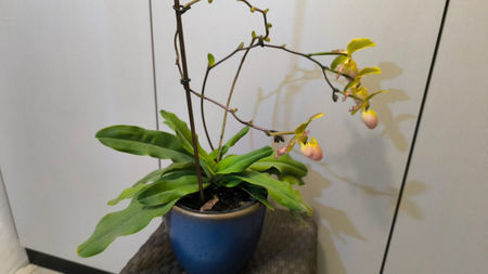 Paphiopedilum Pinocchio