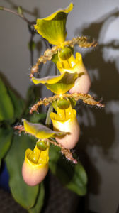 Paphiopedilum Pinocchio