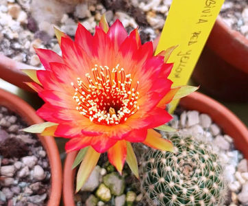 Lobivia hb Red Yellow