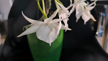 angraecum "Lady Lisa"x sesquipedale