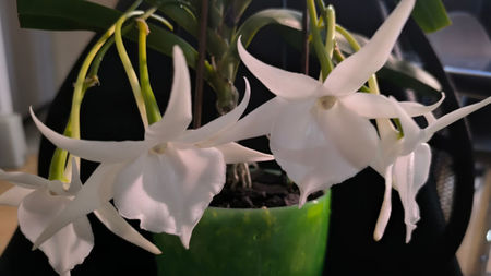 angraecum "Lady Lisa"x sesquipedale