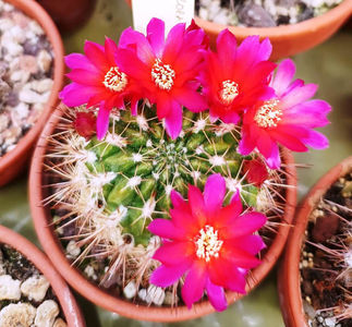 Weingartia rubriflora