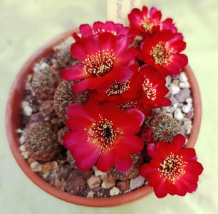 Sulcorebutia callecallensis