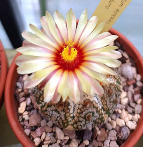 Astrophytum asterias cv Superkabuto