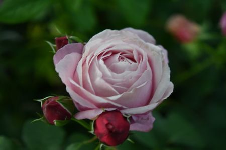 Soeur Emanuelle (tufa) 60; Parfum foarte puternic.
Inflorire repetata tot sezonul.
Inaltime 90-100 cm.
