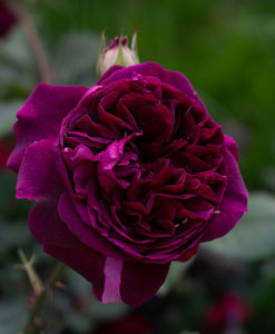 Munstead Wood (tufa) 60; Parfum puternic. Inflorire repetata tot sezonul.
Inaltime 90 cm.
