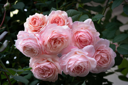 A Shropshire Lad
