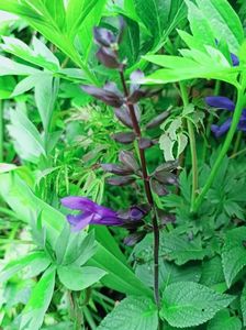 Salvia Salgoon Lake Blueberry