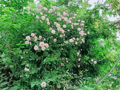 Pauls Himalayan Musk