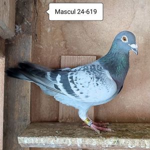 Mascul 24-619