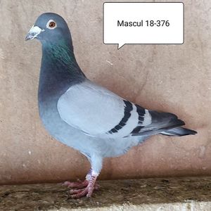 Mascul 18-376