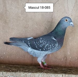 Mascul 18-085