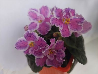 Podvenechnaia (25-05-2025)