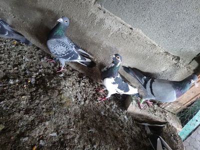 897312b0782091208c2d51e61c462418