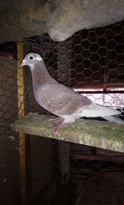 c9f8173f87fa2cbb26fe8546b83036f3