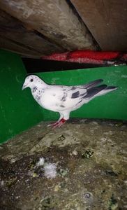 6819d3c00ed64a18c0d10146cd68bb2a