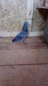 a443a36275636a8152ca3b51a73205e3