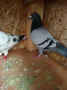 a08f346bf5cb591b65ea938b6ca2e678