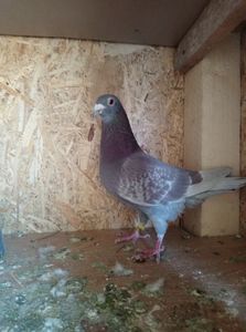 e1e34b5c402bf491a6417ab72d7d3fec