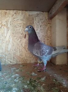 dfe94b3bd6857b3c4ad4f7e4bc7fec73