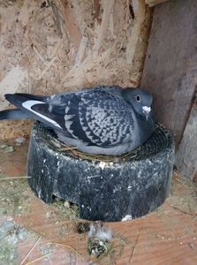 6acf5da3d60caa6cd8f4c68d903d9200