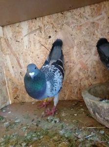 0a2dfe5c1a57fd136bfebe5a57fb1f2d