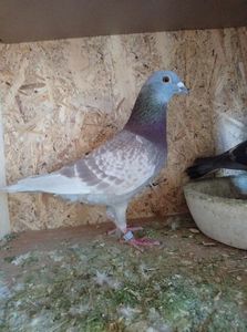 d6cb686d20525f2218872de9c1e55ab0