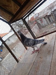 2f2d90473e4ef33b0017b2f57b4ee514