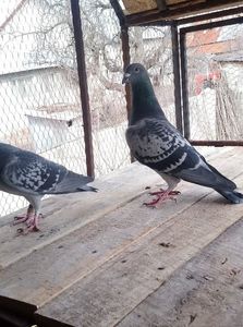 2fa38c55928f732c8bf74e38918f222f