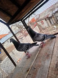 dbe0eeb6e654e1187d896fcd88593c25