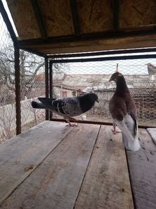 540edce7327637020b17ccec36799f0e