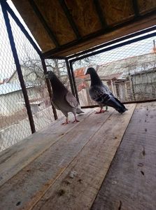 c5de6ba689302d56db26010f4a84ea16