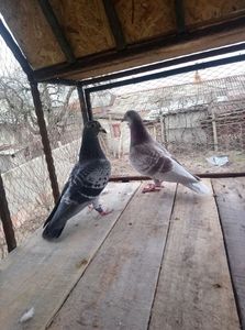 039e57229f22d40ac5e7ba7365e8aa55