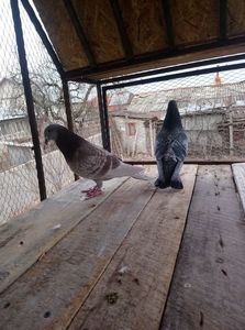 bcd323eb24ad080b299b3899abebaefa