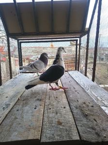 b0ca155790b826cb5366b8ef4f335ba0