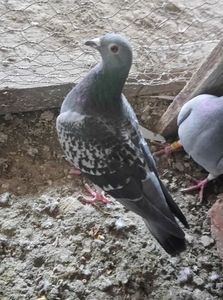 58f2c328ee88db32a2f52da3b7157a46