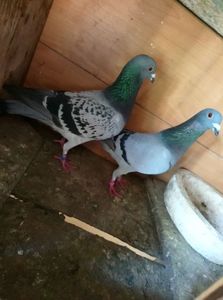 090630bb87a8b29e73b655787cea18e1