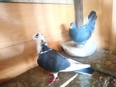 49f60a51f303cbc10279b86a309d0520