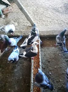 8487ce5693919c7caa75cadf85e1dd2c