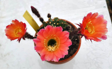 Echinopsis hb Sofia