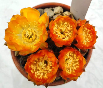 Lobivia kuehnrichii g