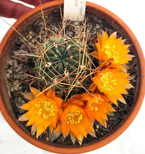 Lobivia pugionacantha var rossii
