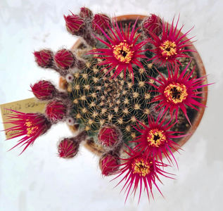 Lobivia crisanthiflora