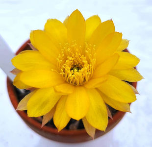 Lobivia nigrispina