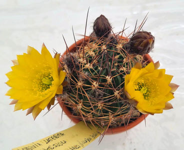 Lobivia lateritia v citriflora