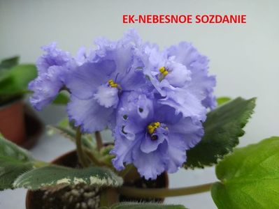 EK NEBESNOE SOZDANIE - Copy - Copy
