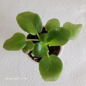 Lf Moya Liubov