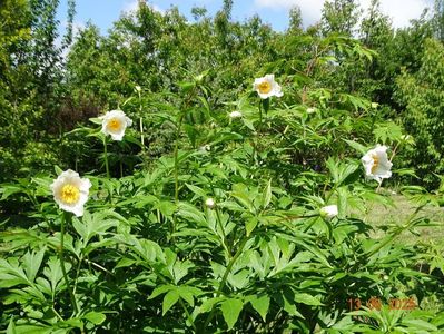 Early Windflower