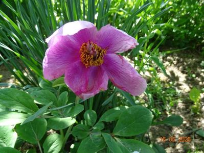 paeonia mascula